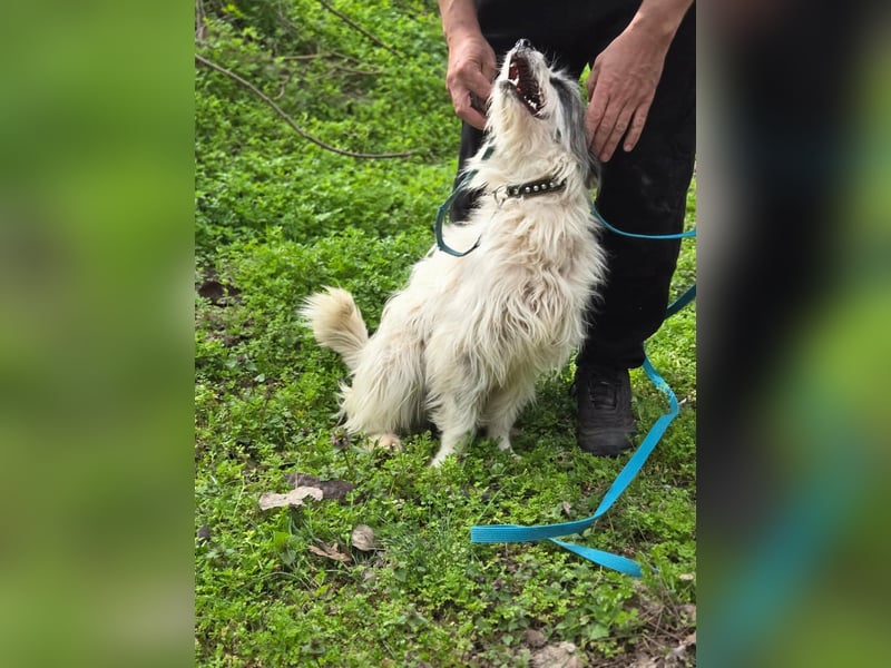 Panda, geboren 01.08.2024, 48cm sucht ihr Für-immer-Zuhause