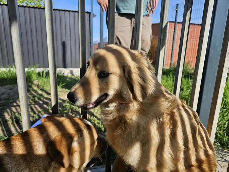 Bonita, geboren 25.08.2025, 44cm sucht tierliebe Menschen