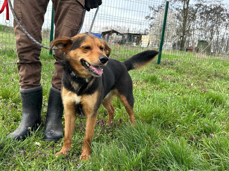 Gombi, geboren 01.08.2021, 50cm sucht seine Leute