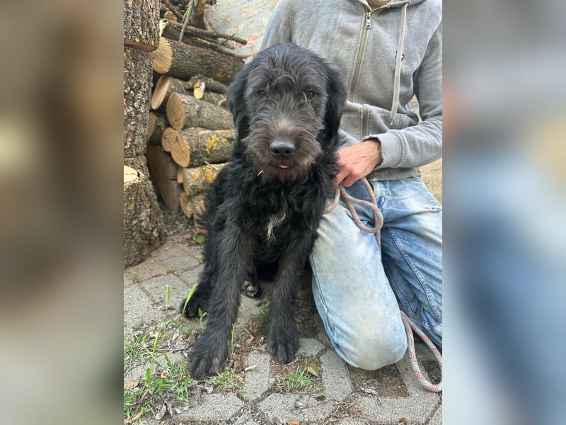 Tommy, geb. 12.2025, 36cm sucht sein Körbchen