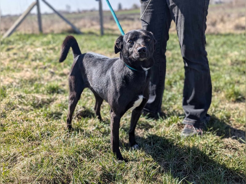 Morty, geb. 10.2020, 49cm, sucht seine Spielgefährten