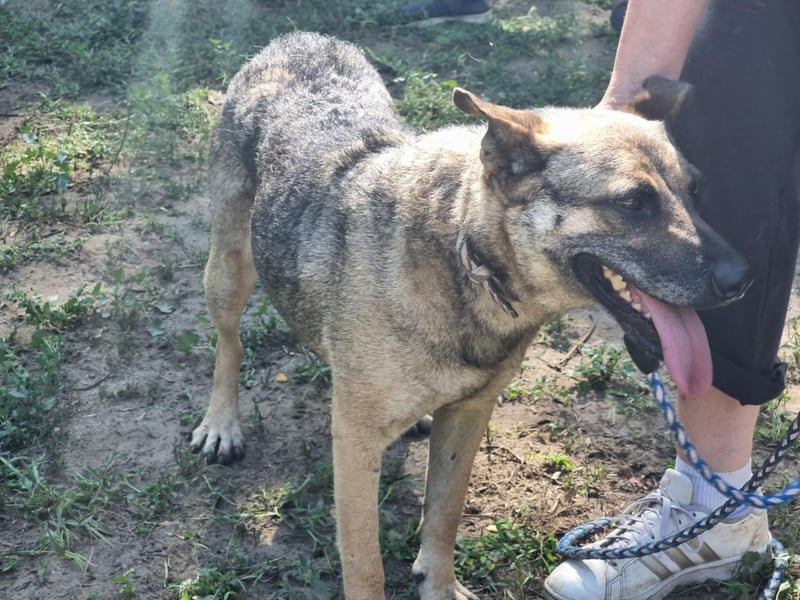 Greta, geboren 01.05.2021, 48cm sucht ihr Plätzchen