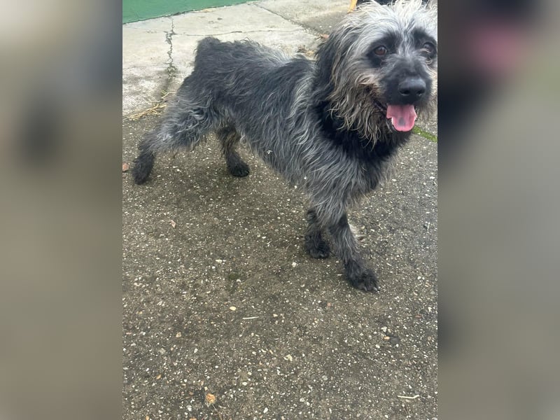 Ficko, geboren 10.08.2022, 47cm sucht sein Glück