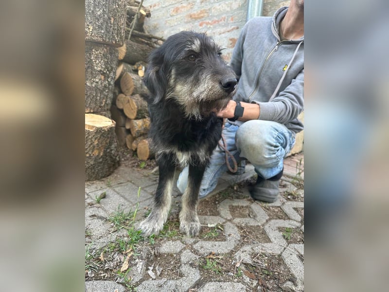Timon, geb. 12.2025, 35cm sucht seine Abenteurer