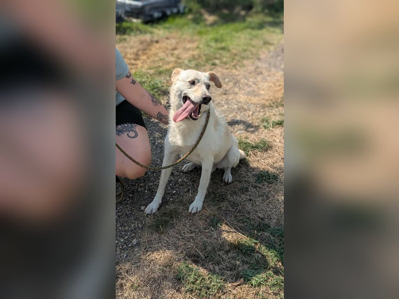 Mirko, geb. 15.10.2021, 49 cm, sucht seine Menschen