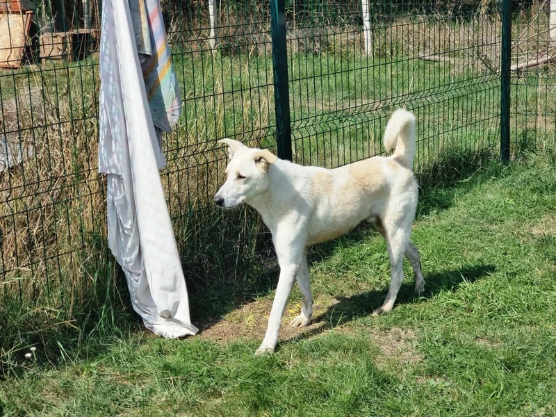 Mirko, geb. 15.10.2021, 49 cm, sucht seine Menschen