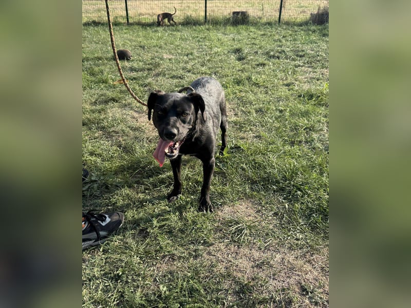 Kobold, geb. 09.2023, 52cm,