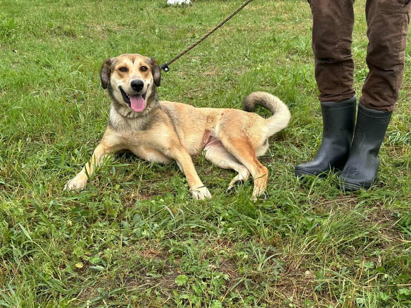 Fahej, geboren 01.03.2023, 53cm sucht tierliebe Menschen