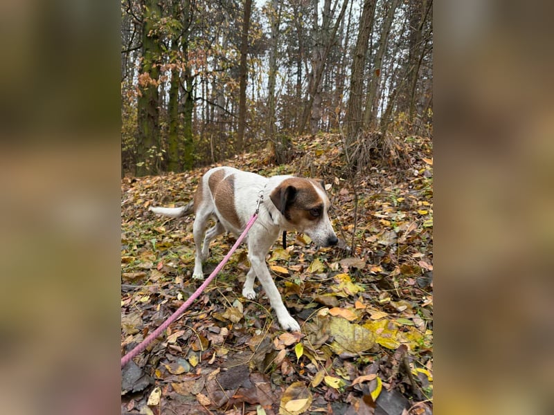 Csiri, 4 Jahre, 45cm sucht ihr Körbchen