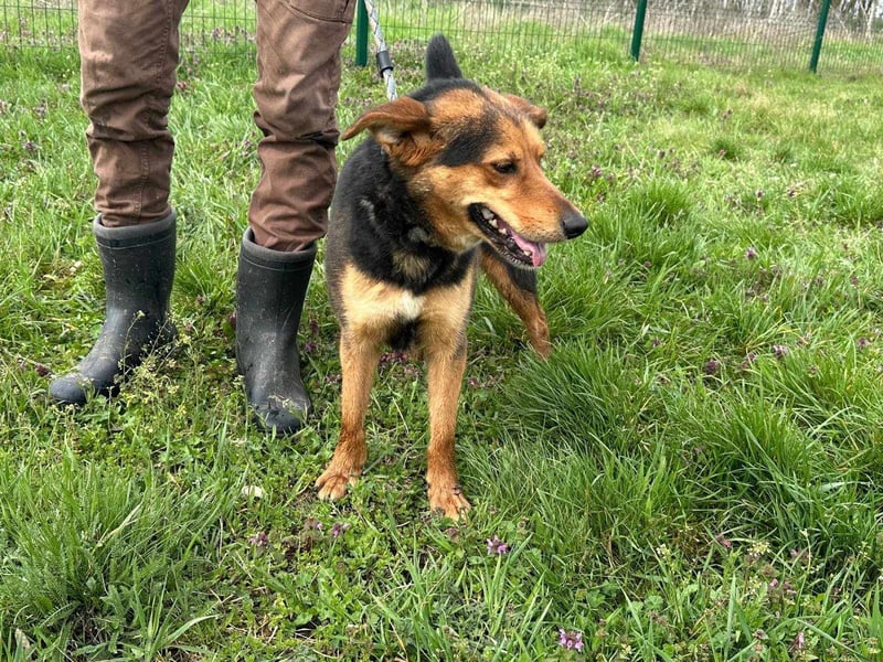 Gombi, geboren 01.08.2021, 50cm sucht seine Leute