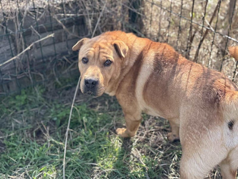 Cain, geboren 2018, 44cm sucht ein liebevolles Zuhause