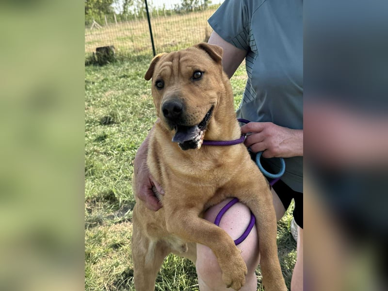 Cain, geboren 2018, 44cm sucht ein liebevolles Zuhause