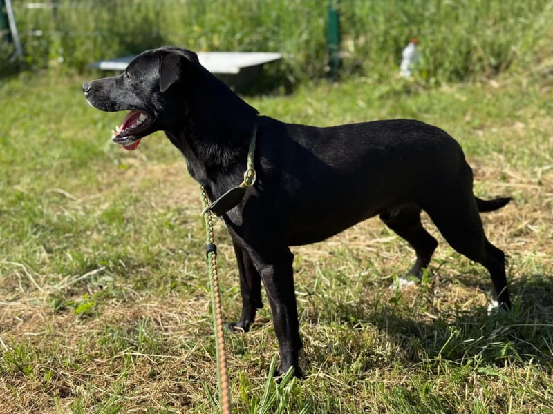 Loco, 24.03.2024 geboren, 43cm sucht sein Zuhause (Pflegestelle Deutshcland)