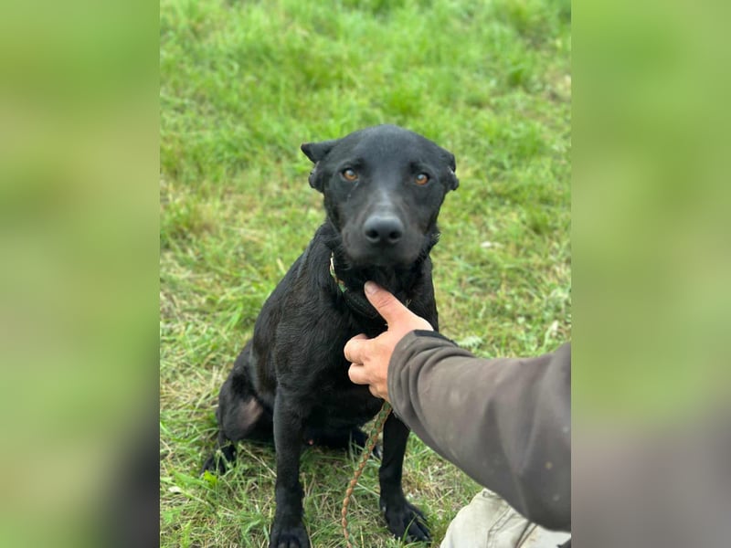 Dennis, geboren 01.06.2023, 53cm sucht nach seinem Glück