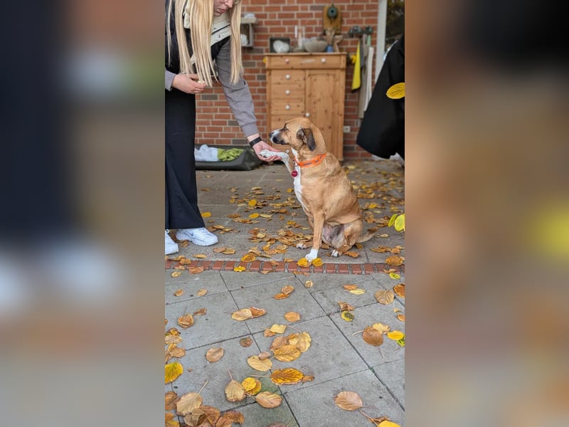Miranda, geboren 16.08.2020, 49cm sucht ihr für immer Zuhause (Pflegestelle in Deutschland)