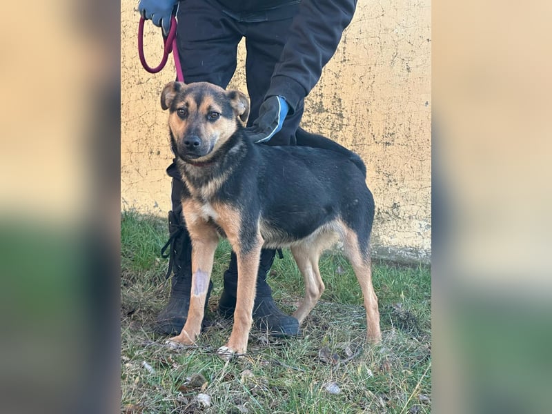 Gofi, geboren 01.08.2024, 46cm sucht seine Menschen