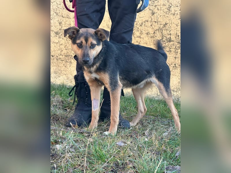 Gofi, geboren 01.08.2024, 46cm sucht seine Menschen