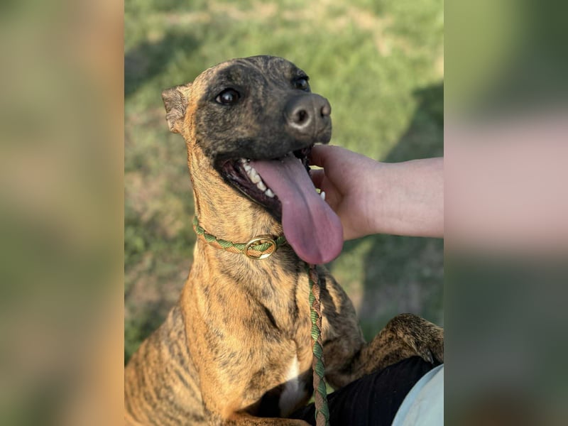 Cosmo, geboren 09.2023, 49cm sucht sein Abenteuer