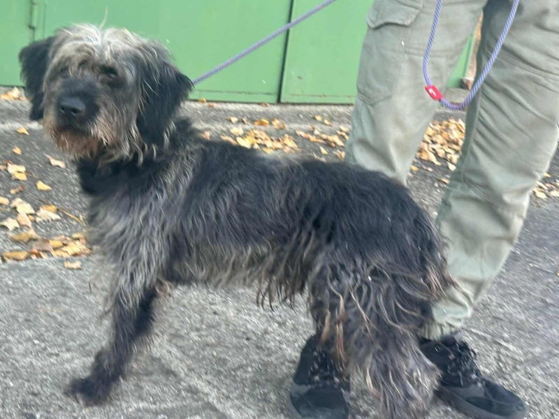 Ficko, geboren 10.08.2022, 47cm sucht sein Glück