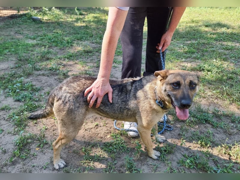 Greta, geb. 05.2021, 48cm, sucht ihr zu Hause