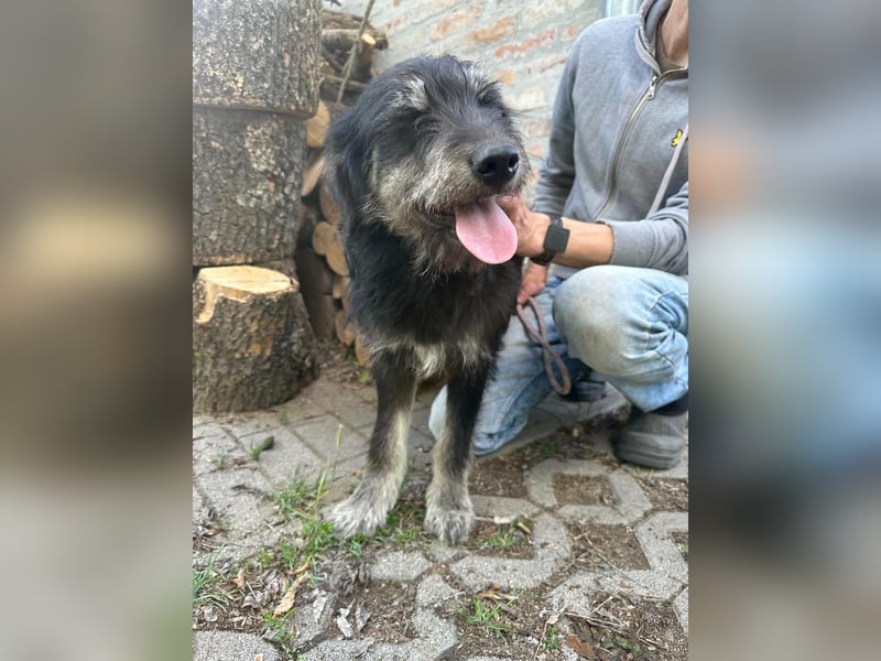 Timon, geb. 12.2025, 44cm sucht seine Abenteurer