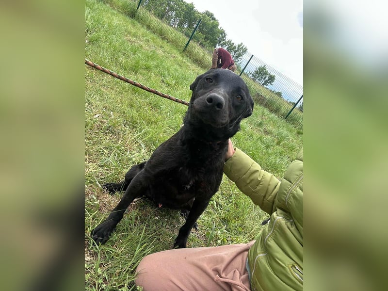 Dennis, geboren 01.06.2023, 53cm sucht nach seinem Glück