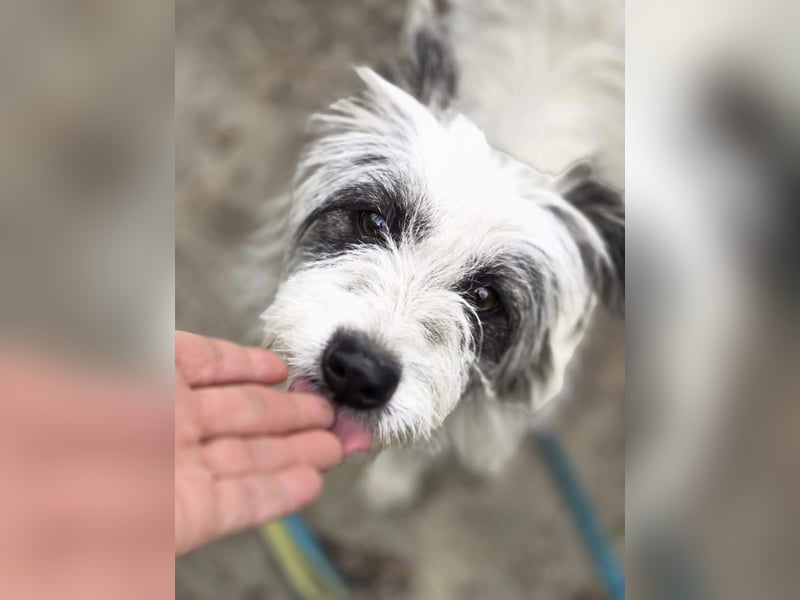 Panda, geb. 08.2024, 48cm, sucht ihre Menschen fürs Leben