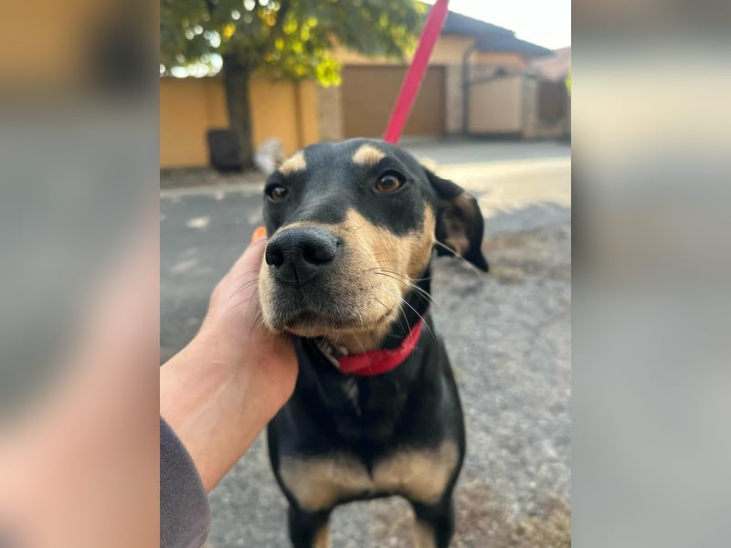 Bella, geboren 05.07.2022, 50cm sucht ihr Zuhause