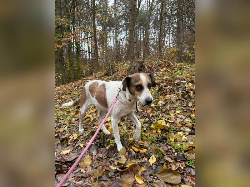 Csiri, 4 Jahre, 45cm sucht ihr Körbchen