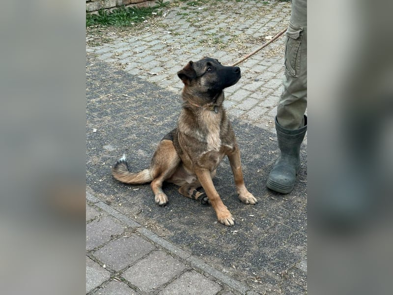 Mano, geb. 09.2025, 33cm sucht sein Körbchen