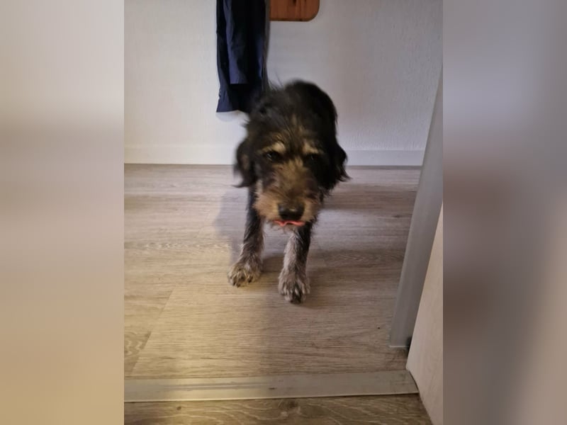 Timon, geb. 12.2025, 44cm sucht seine Abenteurer