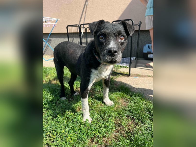 Thea, geboren 01.01.2015, 45cm sucht ruhiges Zuhause