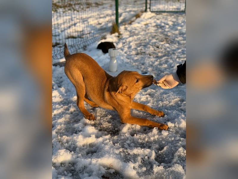 Tequila, geboren 25.08.2025, 45cm sucht Ihr Zuhause