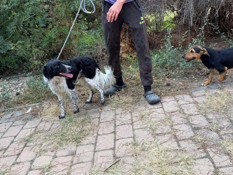 Oreo, geboren 05.03.2025, 47cm sucht seine Familie