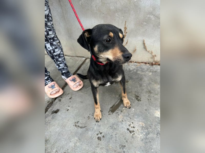 Mirella, geboren 05.12.2023, 46cm sucht ihre Menschen