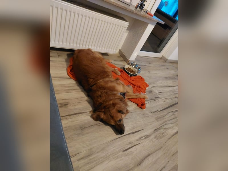 Luke, 8 Jahre, 52cm sucht neues Zuhause