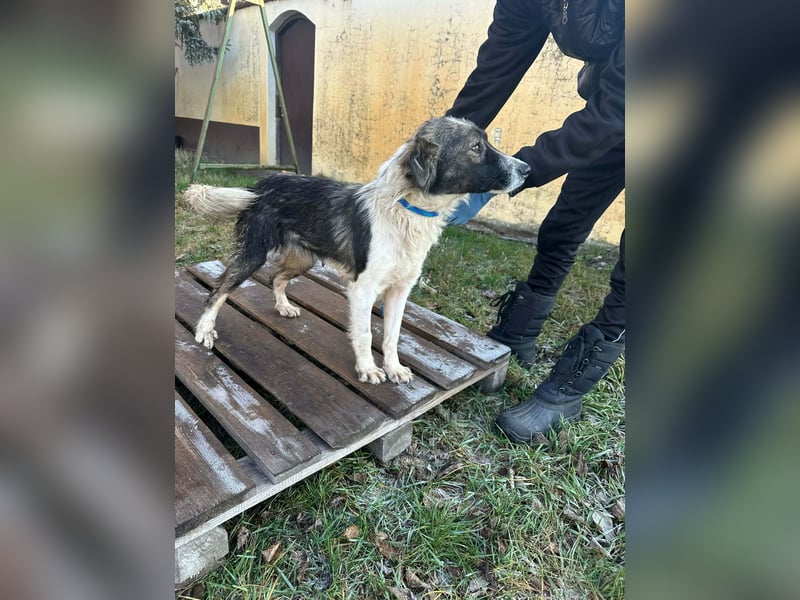 Fanni, geboren 01.11.2024, 49cm sucht ihr Plätzchen