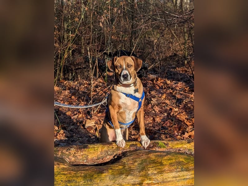 Miranda, geboren 16.08.2020, 49cm sucht ihr für immer Zuhause (Pflegestelle in Deutschland)