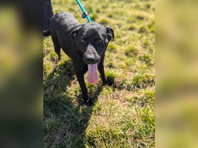 Thyson, geb. 04.2024, 50cm, sucht sein für-immer-Körbchen