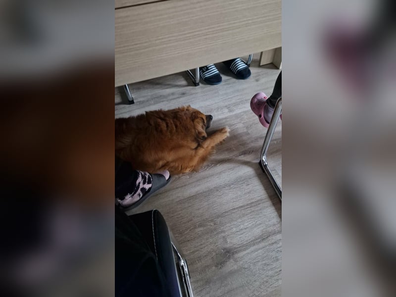 Luke, 8 Jahre, 52cm sucht neues Zuhause