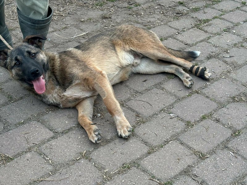 Mano, geboren 11.09.2025, 33cm sucht sein Glück
