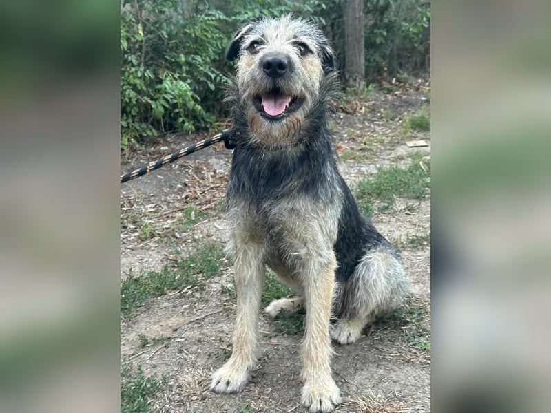 Ralf, geboren 01.08.2024, 49cm sucht sein für immer Zuhause
