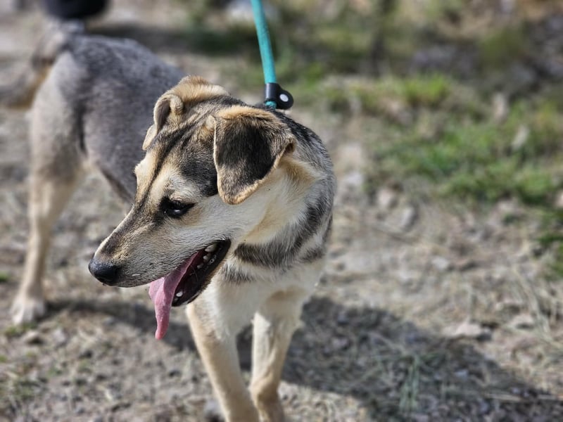 Vitez, geb. 09.2025, 44cm, sucht seine Menschen