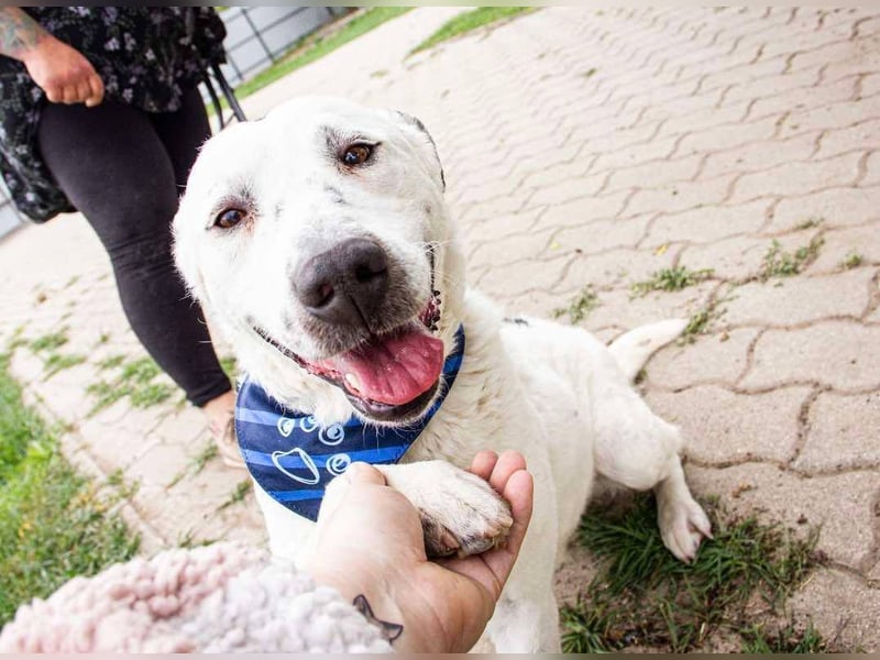 Dallas, geboren 11.10.2018, 50cm sucht sein Zuhause