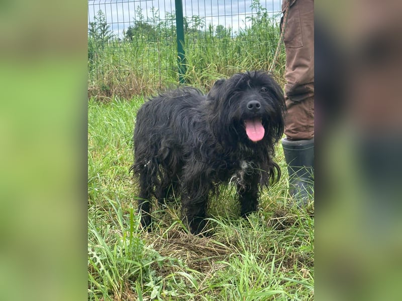 Rambo, geb. 03.2025, 42cm wartet auf sein für immer zu Hause