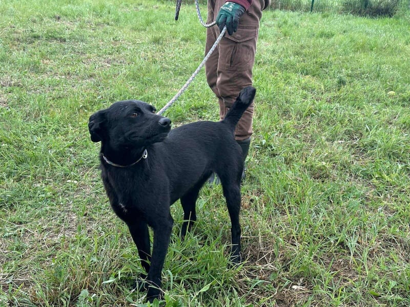 Zafir, geboren 15.11.2022, 51cm sucht Zuhause fürs Leben