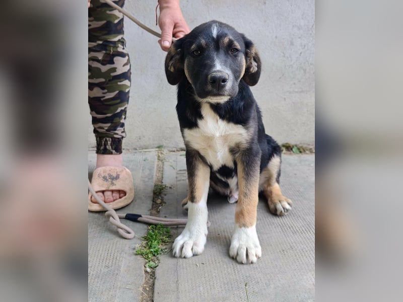 Borisz, geboren 28.12.2025, 42cm sucht sein Körbchen