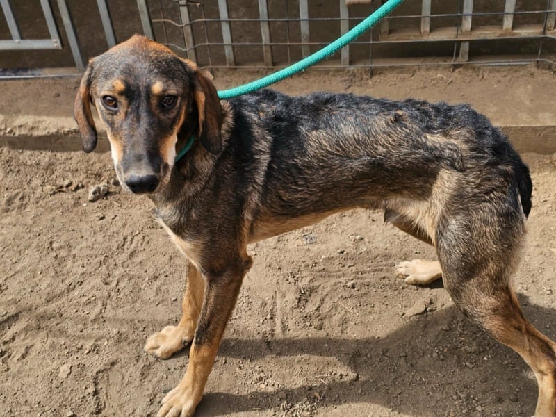 Ringo, geboren 07.01.2026, 52cm sucht sein Zuhause