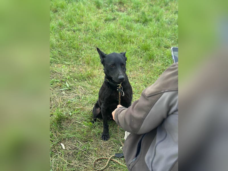 Dennis, geboren 01.06.2023, 53cm sucht nach seinem Glück