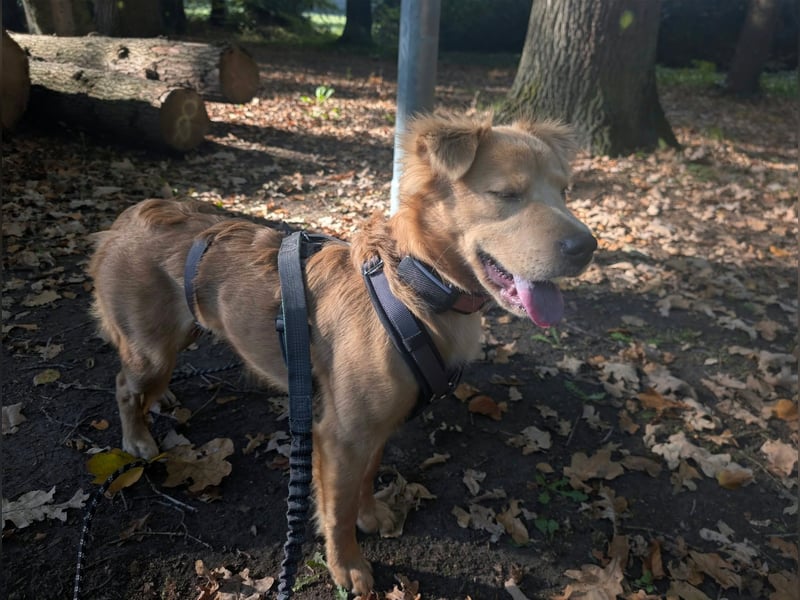 Luna, geboren 08.02.2026, 44cm sucht sicheres Zuhause (Pflegestelle Deutschland)